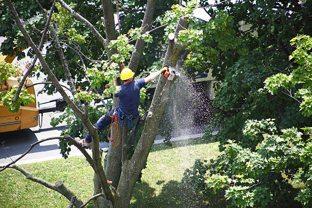Best Pest Control for Lawns  in Allentown, NJ